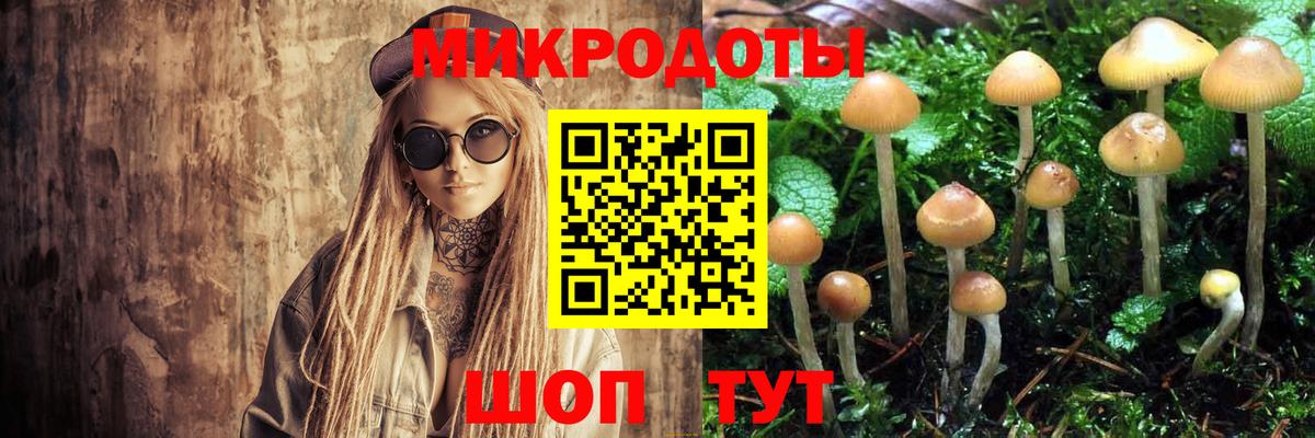 Галлюциногенные грибы Psilocybe Звенигород